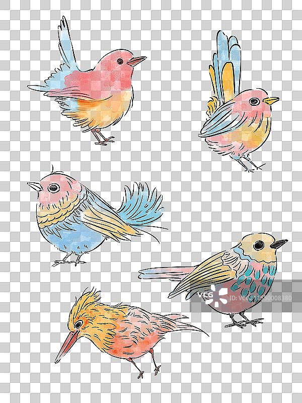 不同鸟组合图片素材