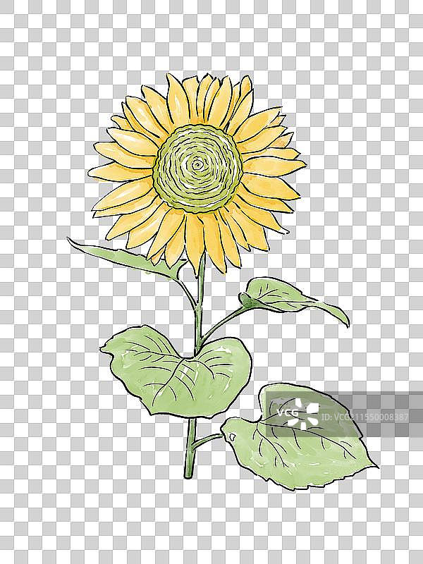 一颗向日葵图片素材