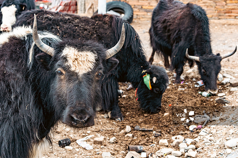 塔公草原的牦牛图片素材