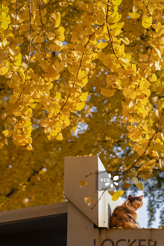 上海文化广场秋冬银杏树公园城市景观图片素材