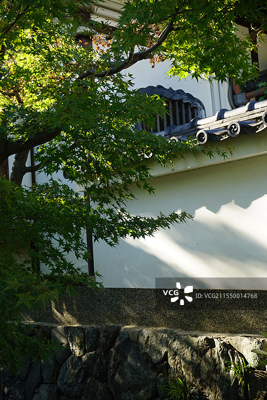 茂盛的树图片素材