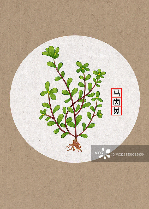 马齿苋插画图片素材