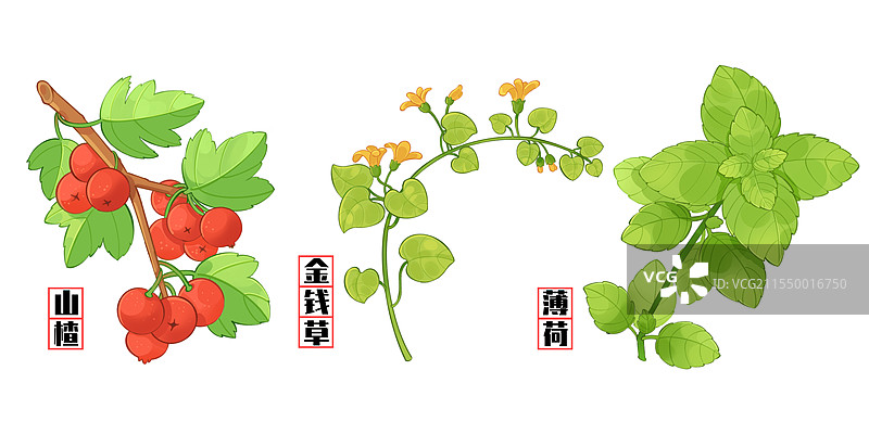 中草药植物插画图片素材
