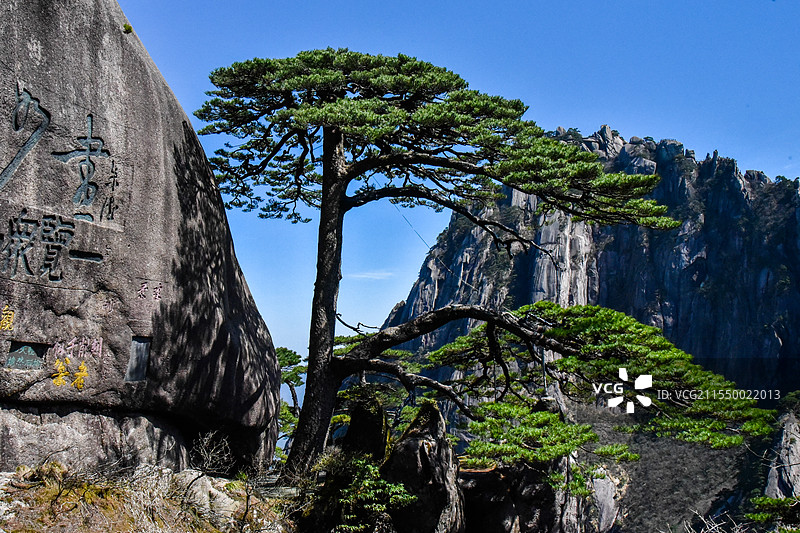 黄山迎客松图片素材