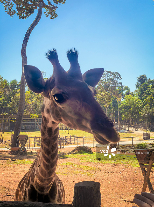 越南富国岛温佩动物园图片素材