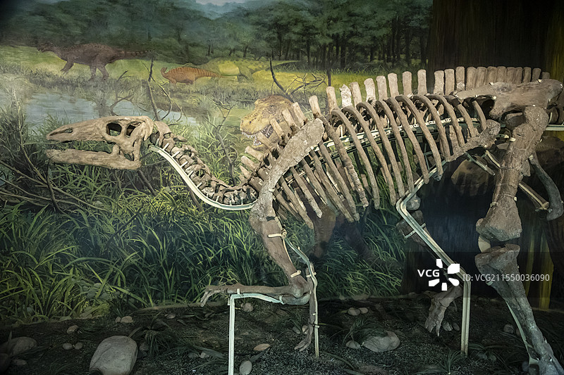 甘肃省博物馆“古生物化石展”：马鬃山禽龙图片素材