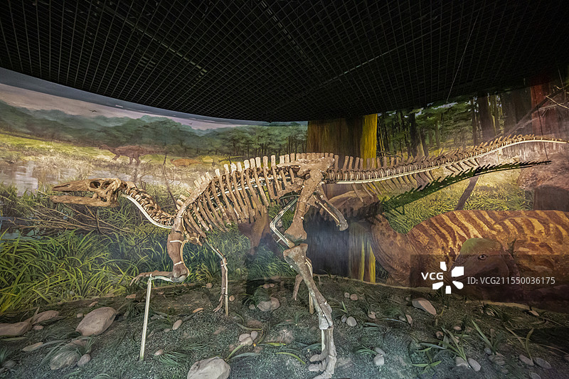 甘肃省博物馆“古生物化石展”：马鬃山禽龙图片素材