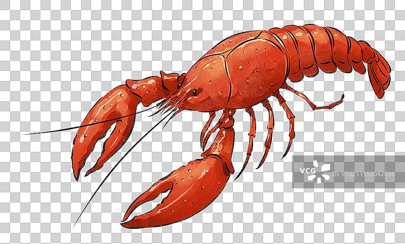 龙虾海鲜水产美味食材美食手绘插画元素图片素材