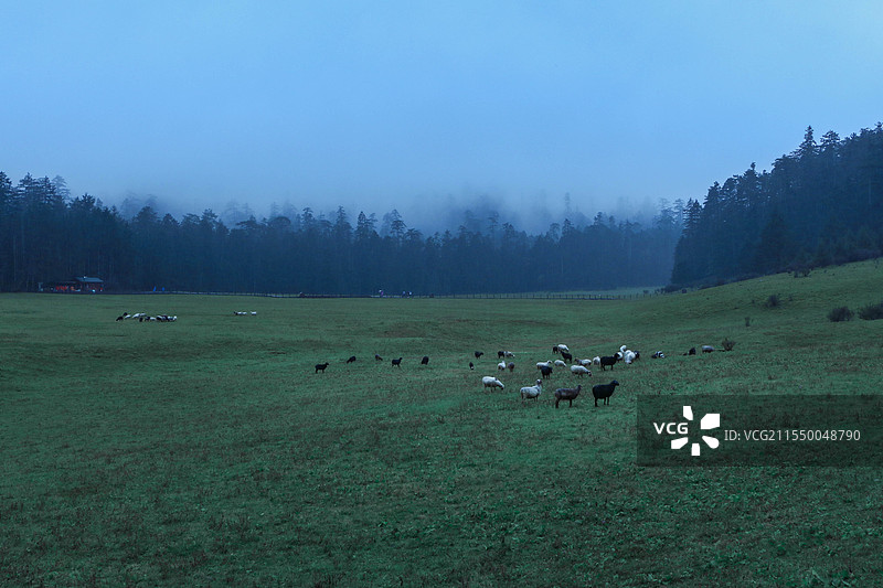 玉龙雪山公园云杉坪阴天草坪树林图片素材