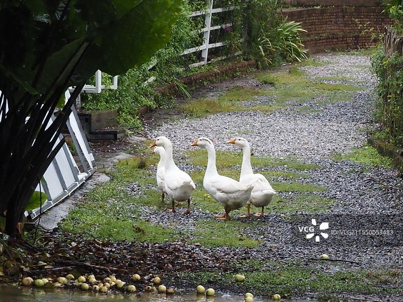 2014年11月8日云南普洱小凹子咖啡庄园雨天的道路上的四只白鹅并排行走的自然景象图片素材