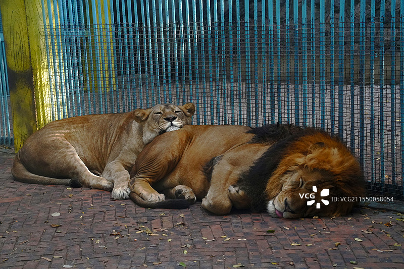 攀枝花动物园两只狮子靠在一起睡觉图片素材