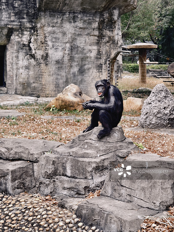 黑猩猩图片素材
