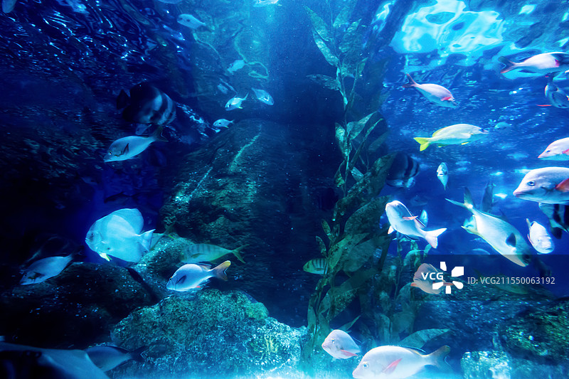 大连圣亚海洋世界图片素材