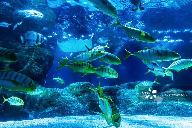 大连圣亚海洋世界图片素材