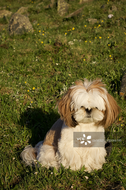 山坡上的可爱小狗图片素材