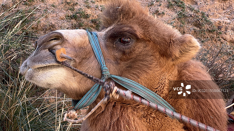 骆驼 头部特写图片素材