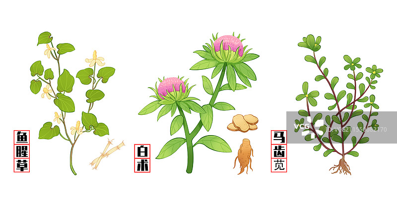 中草药插画图片素材