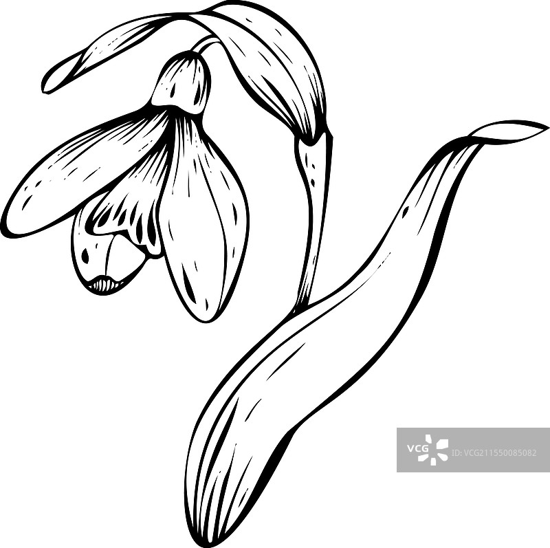 雪花莲图片素材