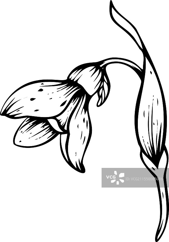 雪花莲图片素材