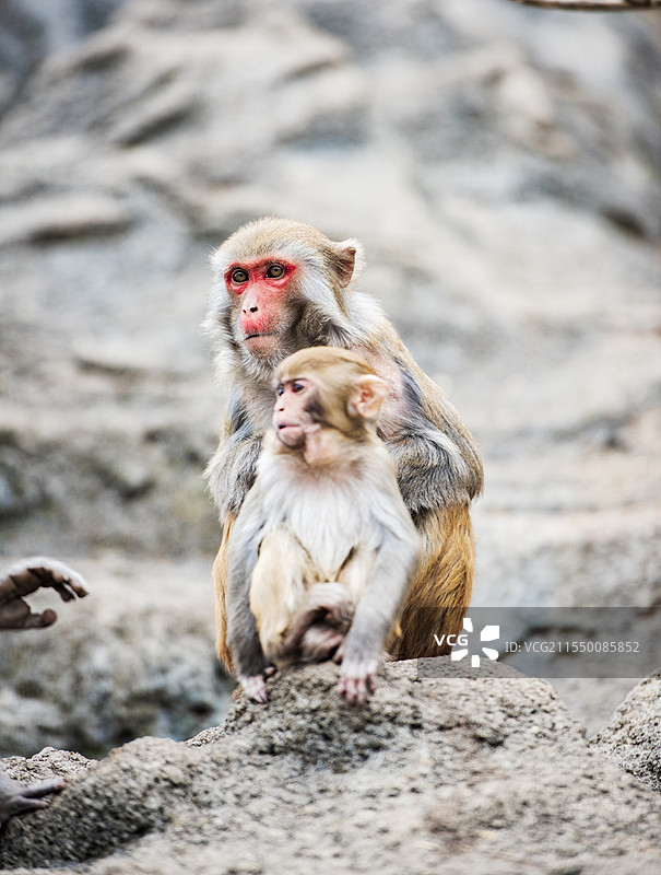 广西河池凤山县巴腊猴山的短尾猴图片素材