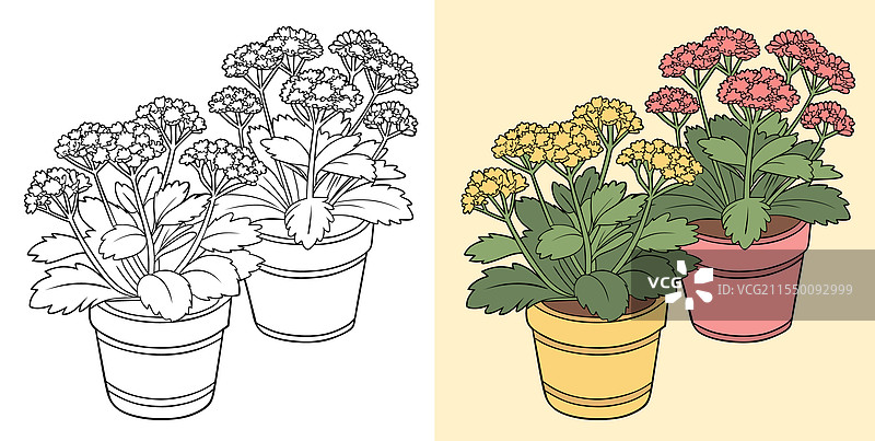 景天花图片素材