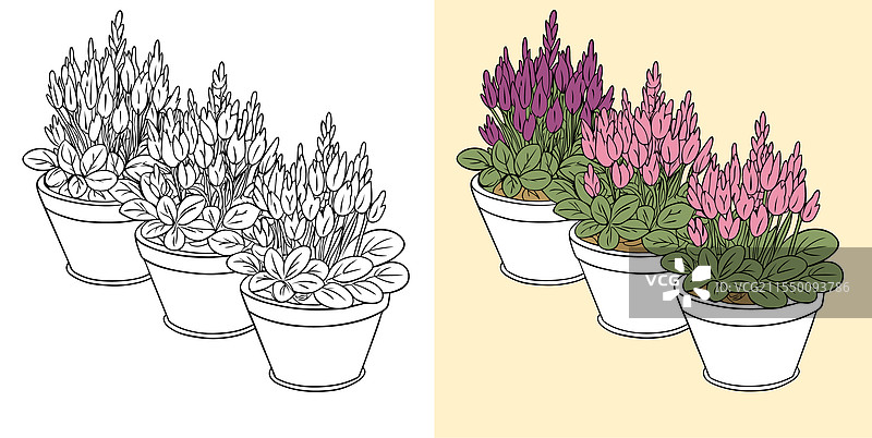 石楠花图片素材