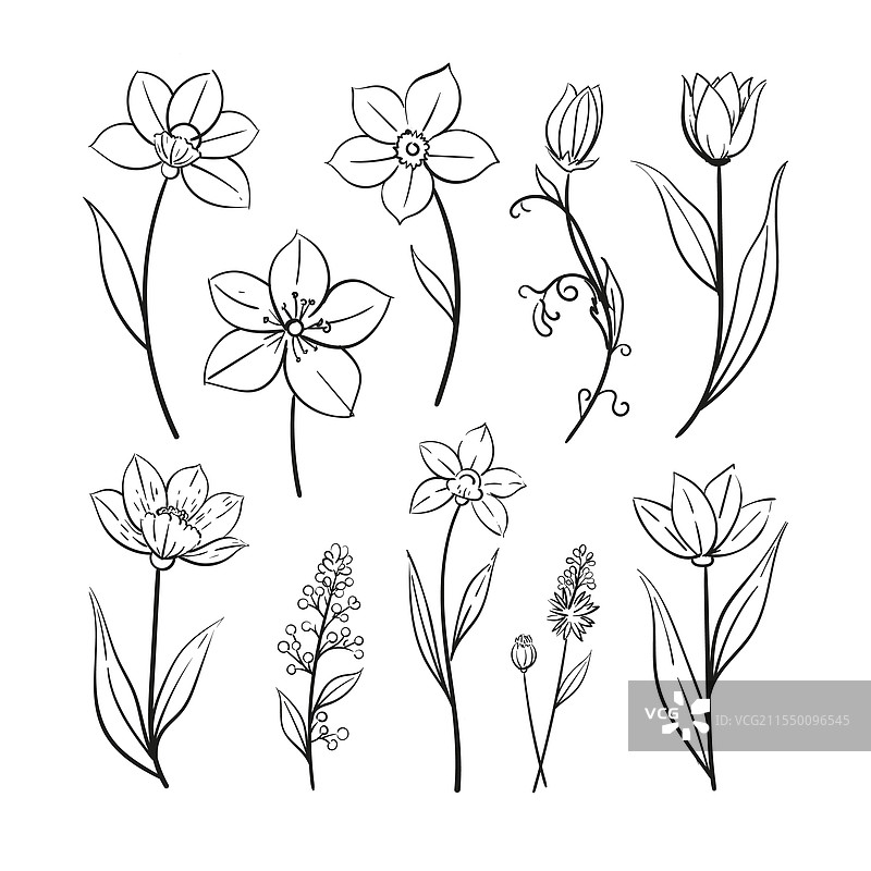 手绘抽象花朵、叶子和叶芽图片素材