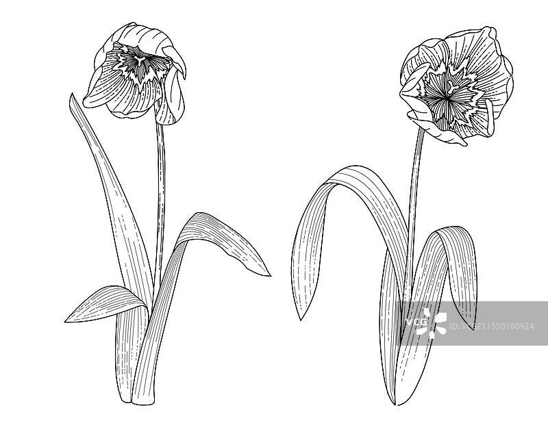 一组两朵郁金香的手绘草图图片素材