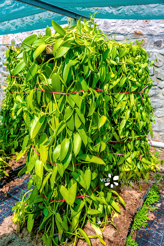 兰科香荚兰属植物——香荚兰图片素材