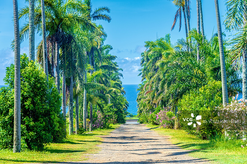 非洲法属留尼汪海岛风情的林荫大道图片素材