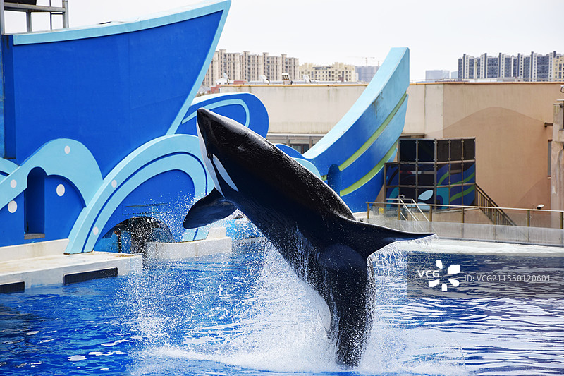 海洋公园的虎鲸跃出水面图片素材