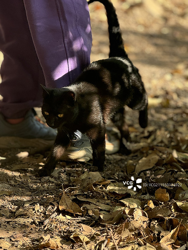 山林小猫图片素材