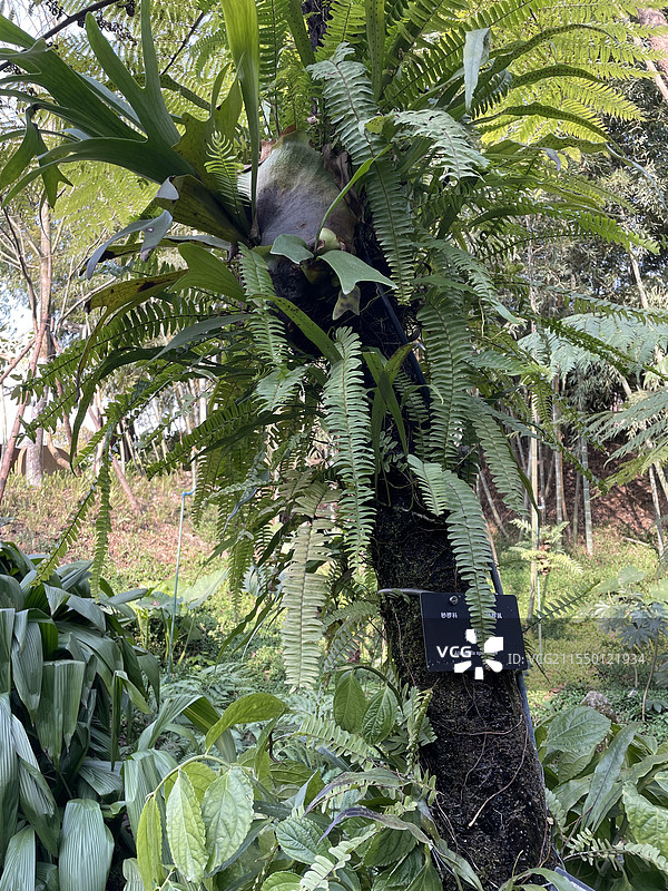 成都植物园里的桫椤图片素材