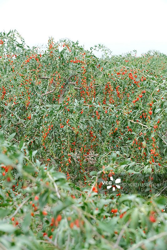 宁夏枸杞园实拍图片素材