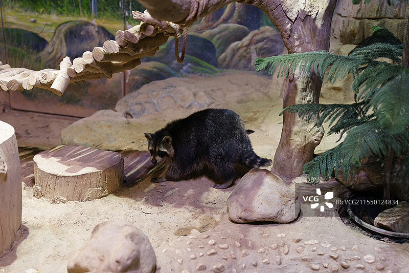 心机重重的北美浣熊图片素材