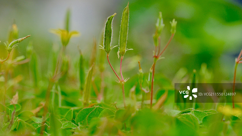 三叶草种子图片素材