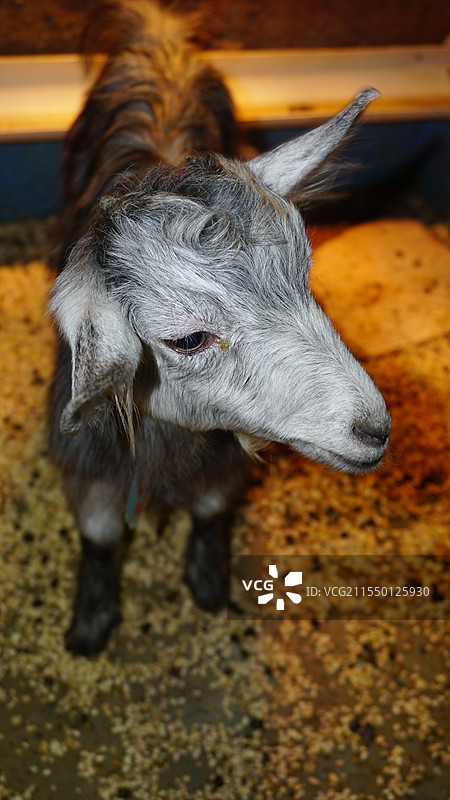 长沙梅溪湖海洋馆里的山羊特写图片素材