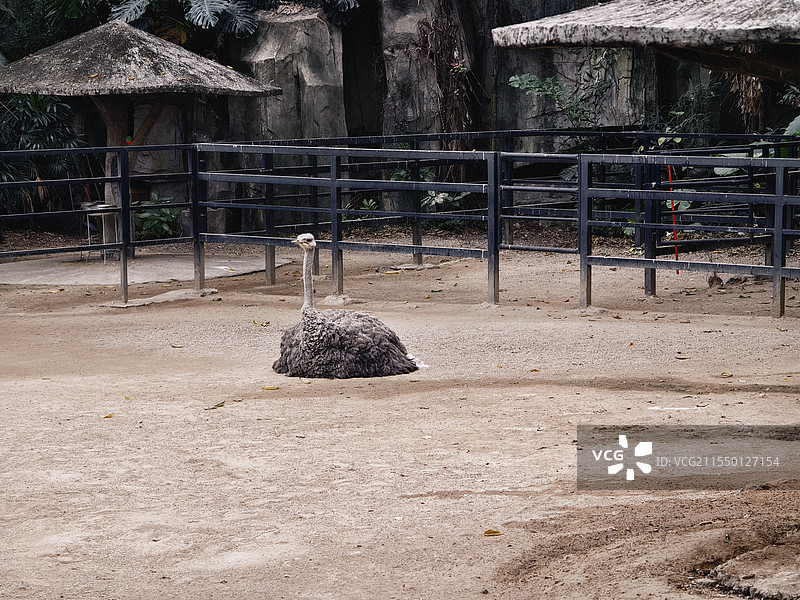 鸵鸟图片素材
