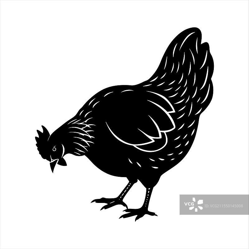 鸡在啄食图片素材