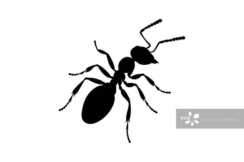 蚂蚁的剪影图片素材