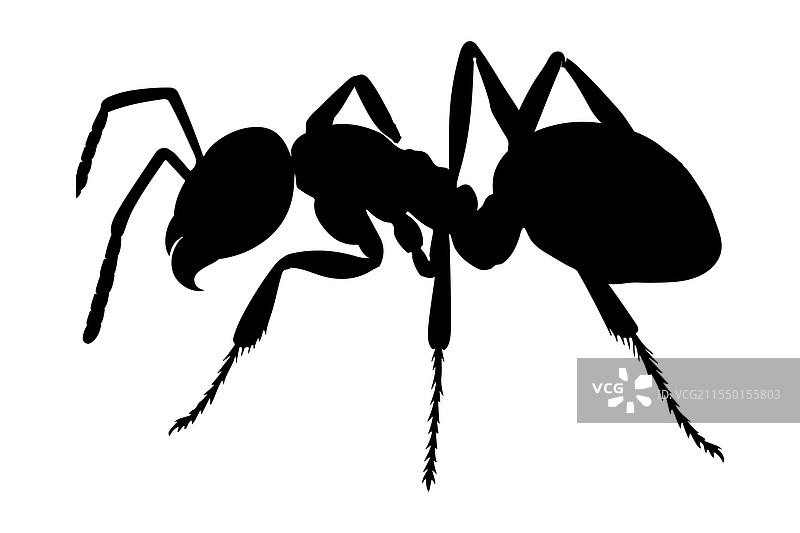 蚂蚁的剪影图片素材