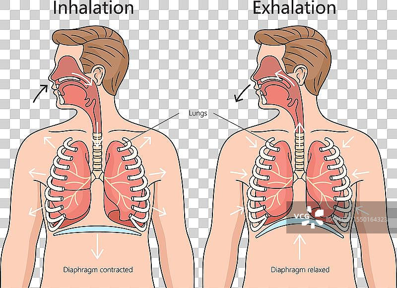 人类呼吸系统的吸气与呼气图片素材