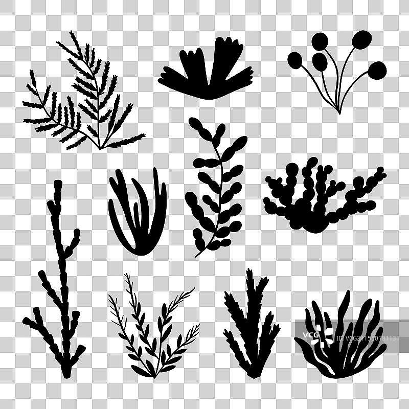 海藻剪影海洋植物元素图片素材