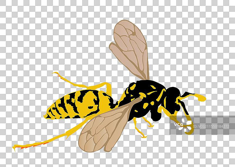 孤立在白色背景上的黄蜂图片素材