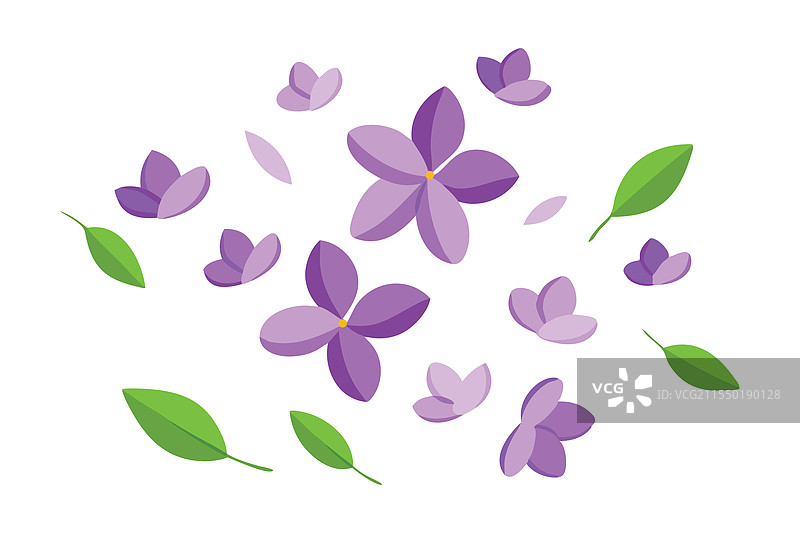 紫色丁香花瓣飘落，背景为纯白色图片素材