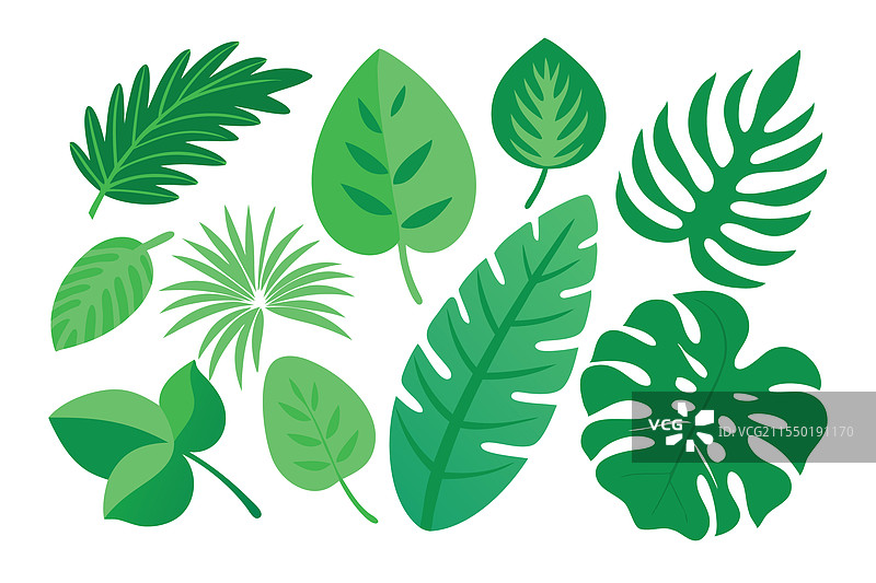 绿色的 monstera 棕榈叶子平铺在白色背景上图片素材