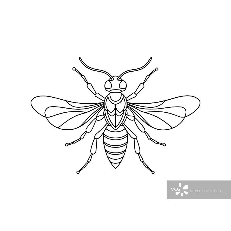 黄蜂连续线条艺术，白色背景平面设计图片素材
