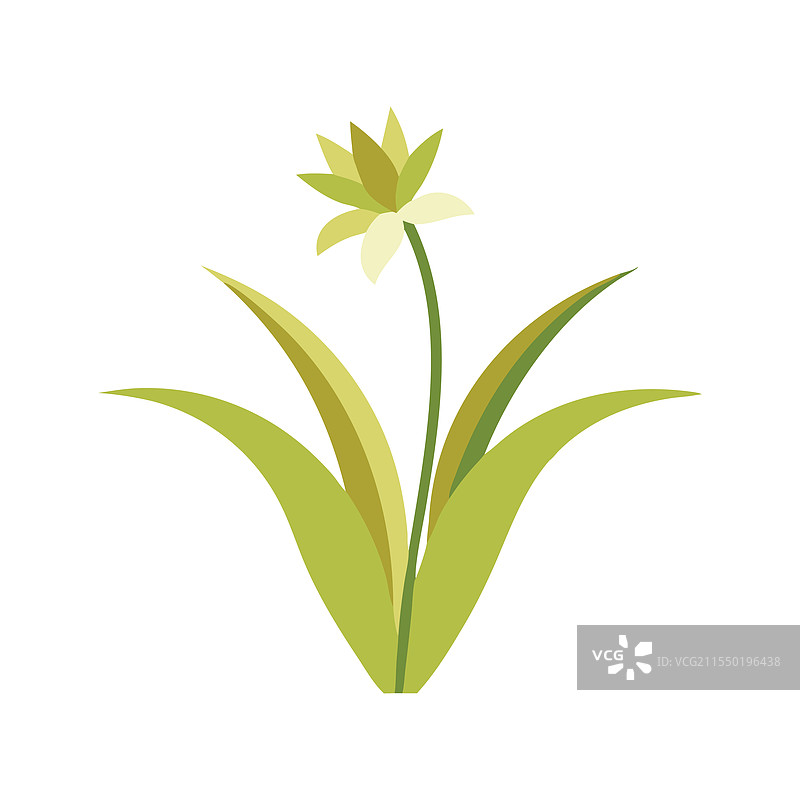 白色背景上的猴子草花图片素材