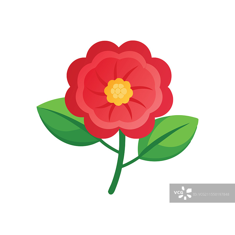 孤立的马齿苋花，平铺在白色背景上图片素材