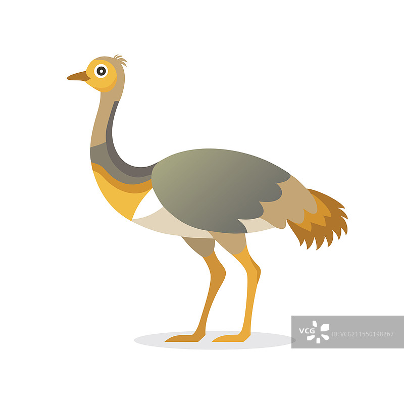 孤立在白色背景上的鸵鸟图片素材